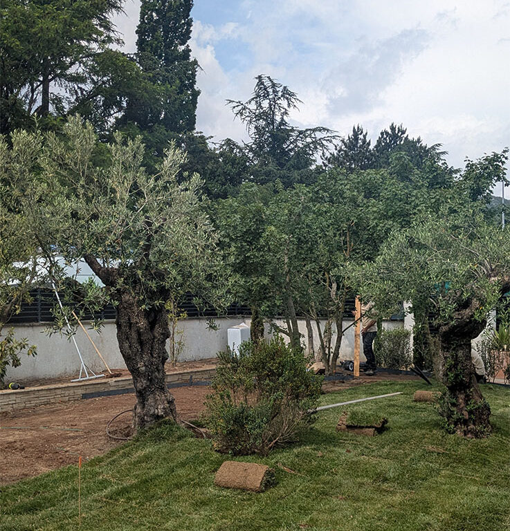 Tonte régulière de pelouse pour un jardin entretenu