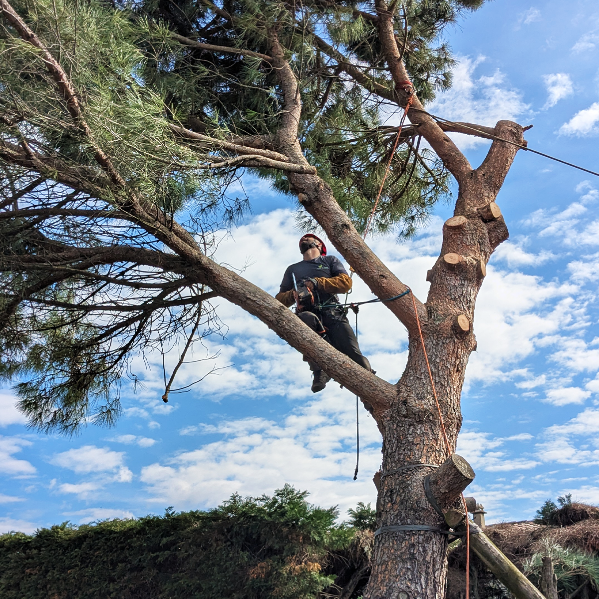 Détail de coupe lors d’un élagage d’arbre