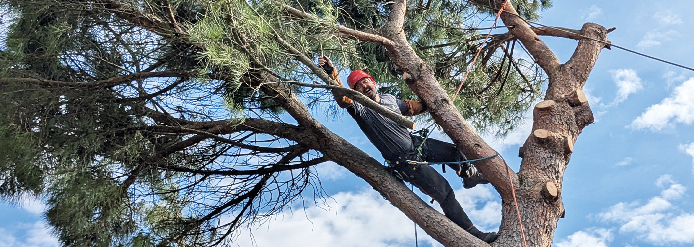 Taille d’arbre pour entretien et sécurité du jardin